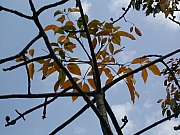 Thumbnail of DSCN7420.JPG