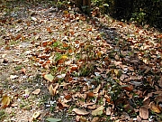 Thumbnail of DSCN7427.JPG