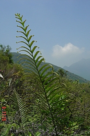 Thumbnail of PIC_0007.JPG