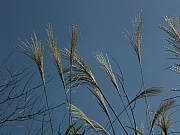 Thumbnail of PICT0126.JPG