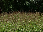 Thumbnail of PICT0128.JPG