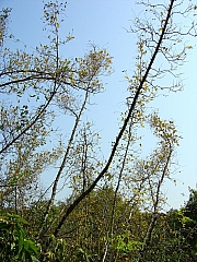 Thumbnail of DSC03135.JPG