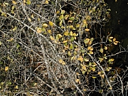 Thumbnail of DSCN1682.JPG