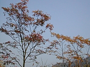 Thumbnail of DSCN2218.JPG