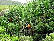 Thumbnail of Tung Loon Isand 013.jpg