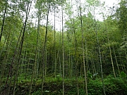 Thumbnail of pic_Wai_375.JPG