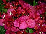 Thumbnail of pic_Wai_073.JPG