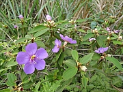 Thumbnail of pic_KT_Lui_41.JPG