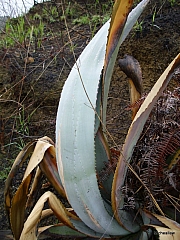 Thumbnail of pic_Wai_0068.JPG