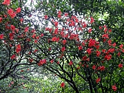 Thumbnail of P4080078.JPG