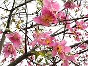 Thumbnail of pic_YL_Wong_125.JPG