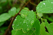 Thumbnail of pic_Billy_015.JPG