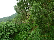 Thumbnail of pic_Wai_029.JPG