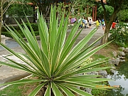Thumbnail of pic_Wai_063.JPG