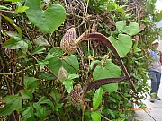 Thumbnail of pic_Wai_109.JPG