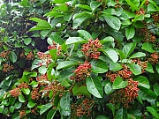 pic_Wai_041.JPG (271846 bytes)
