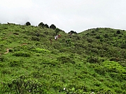 pic_Wai_104.JPG (258128 bytes)