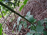 Thumbnail of pic_Thomas_Leung_041.jpg