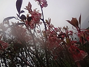 Thumbnail of pic_Billy_Wong_039.JPG