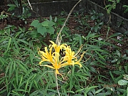 Thumbnail of pic_Thomas_Leung_079.jpg