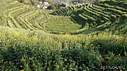 Thumbnail of pic_KC_Leung_207.jpg