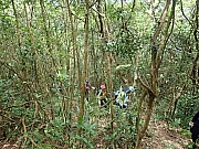 Thumbnail of pic_Wai_155.jpg