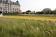 Thumbnail of pic_Grassy_Yuen_080.jpg