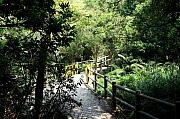 Thumbnail of pic_KL_Sin_054.JPG