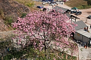 Thumbnail of pic_Grassy_Yuen_251.jpg