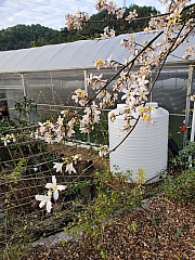 Thumbnail of pic_TB_Tung_071.jpg