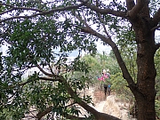 pic_Wai_035.jpg (653678 bytes)