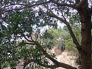 pic_Wai_036.jpg (719753 bytes)