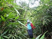 pic_Wai_105.jpg (594523 bytes)