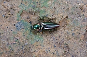 Thumbnail of pic_KL_Sin_025.jpg