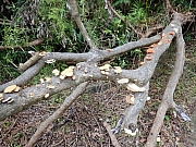 pic_Wai_013.jpg (788281 bytes)