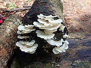 pic_Wai_035.jpg (387443 bytes)