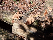 pic_Wai_036.jpg (399666 bytes)