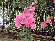 Thumbnail of pic_Thomas_Leung_003.jpg
