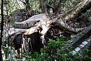 Thumbnail of pic_KL_Sin_153.jpg