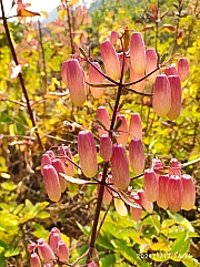Thumbnail of pic_Sam_Ho_083.jpg