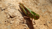 Thumbnail of pic_CW_Ho_142.jpg