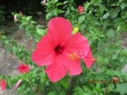 Thumbnail of pic_Derek_Wong_091.JPG