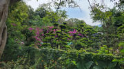 Thumbnail of pic_WaiG_079.jpg