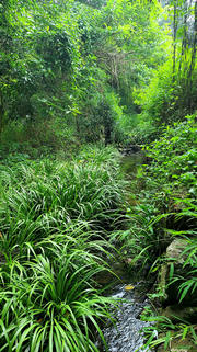 Thumbnail of pic_KL_Sin_057.jpg