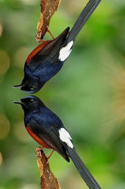 Thumbnail of pic_Sing_Lee_001.jpg
