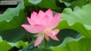 Thumbnail of pic_Derek_Wong_004.jpg