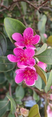 Thumbnail of pic_Cindy_Tse_014.jpg