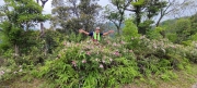 Thumbnail of pic_Derek_Wong_033.jpg