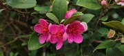 Thumbnail of pic_Derek_Wong_035.jpg