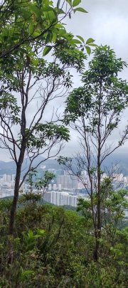 Thumbnail of pic_Cindy_Tse_008.jpg
